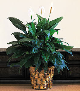 Temelli iek sat , ieki , iekilik  Large Spathiphyllum