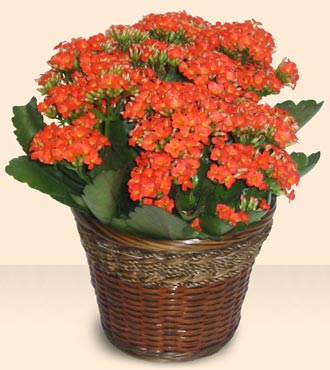 ankara ieki Temelli ucuz iek gnder  Large Kalanchoe in Basket