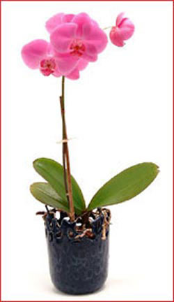 Ankara Temelli hediye iek yolla  Phalaenopsis Orchid Plant