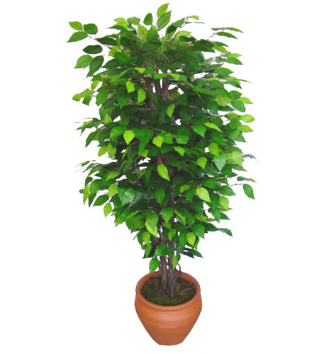 Ficus Benjamin 1,50 cm  ankara iek yolla Temelli ieki telefonlar 