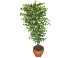 Ficus zel Starlight 1,75 cm  Temelli ankara nternetten iek siparii 