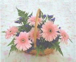 gerbera ieklerinde sepet  Temelli cicek , cicekci 