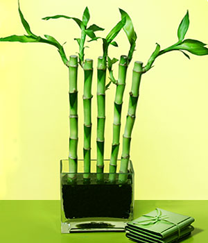 ankara iek yolla Temelli ieki telefonlar  Good Harmony Lucky Bamboo camda