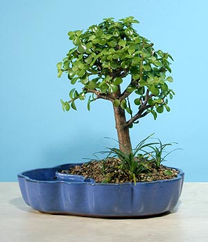 Temelli ankara iek siparii iek gnderme  Bonsai 6 yas civari