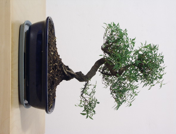 ithal bonsai saksi iegi Ankara Temelli iek sat online ieki , iek siparii 