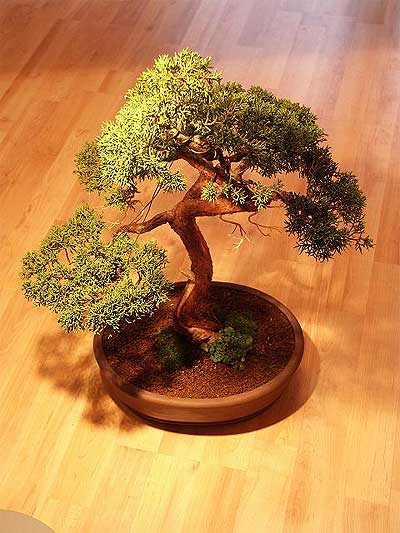 ithal bonsai saksi iegi Ankara Temelli hediye iek yolla 