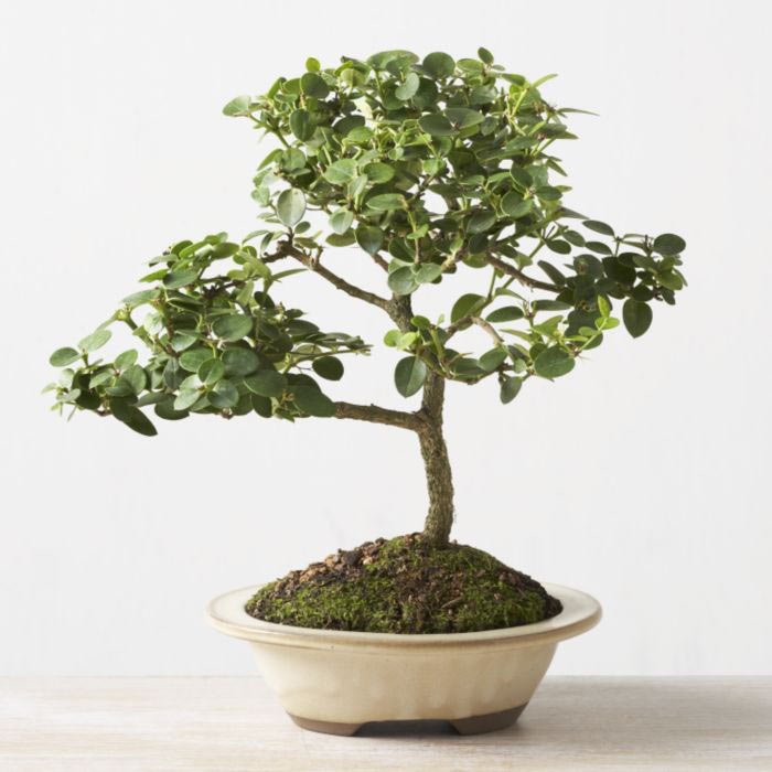 ithal bonsai saksi iegi Temelli iek sat , ieki , iekilik 