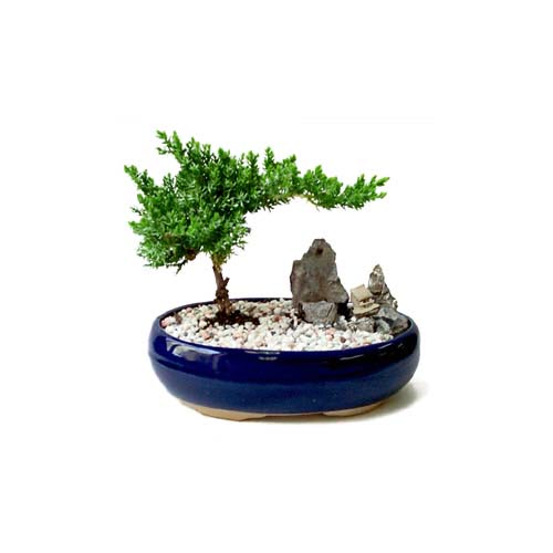 ithal bonsai saksi iegi Ankara Temelli cicekciler , cicek siparisi 