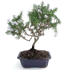 ithal bonsai saksi iegi Temelli Ankara iek gnder uluslararas iek gnderme 