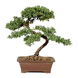 ithal bonsai saksi iegi Ankara Temelli online iek gnderme sipari 