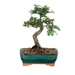 Temelli iek online iek siparii  ithal bonsai saksi iegi Ankara Temelli online iek gnderme sipari 