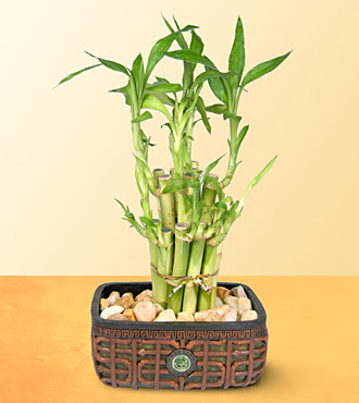 Lucky Bamboo  saksi iegi Ankara Temelli iek yolla , iek gnder , ieki  