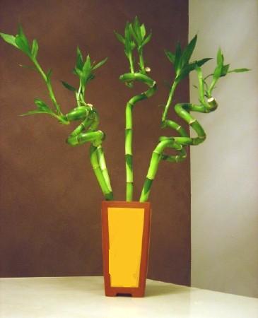 Lucky Bamboo 5 adet vazo ierisinde Ankara Temelli kaliteli taze ve ucuz iekler 