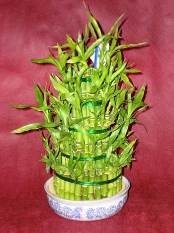 Lucky Bamboo sans melegi iegi Temelli ankara iek maazas , ieki adresleri 