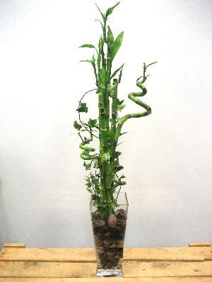 Lucky Bamboo sans melegi iegi Temelli ankara nternetten iek siparii 