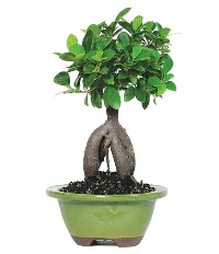 Bonsai saks iei Temelli ankara iek maazas , ieki adresleri 