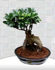 saks iei japon aac bonsai Temelli ieki maazas 