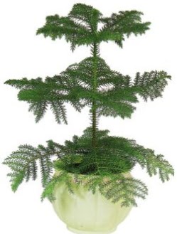 Araucaria Heterophylla i mekan saks Ankara Temelli hediye iek yolla 