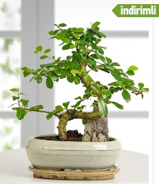 S eklinde ithal gerek bonsai japon aac Ankara Temelli kaliteli taze ve ucuz iekler 