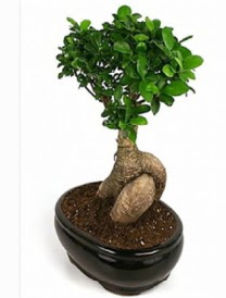 Bonsai saks bitkisi japon aac Temelli ankara iek maazas , ieki adresleri 