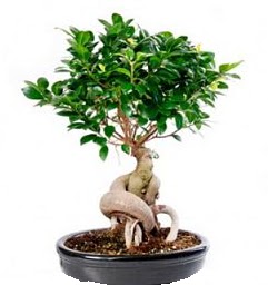 Bonsai Japon aac saks bitkisi Temelli ankara iek siparii iek gnderme 