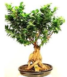 Bonsai Japon aac saks bitkisi Temelli ankara iek maazas , ieki adresleri 