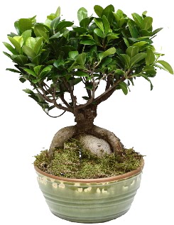 Japon aac bonsai saks bitkisi Temelli iek siparii vermek 