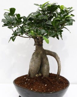 Japon aac bonsai saks bitkisi Temelli cicek , cicekci 