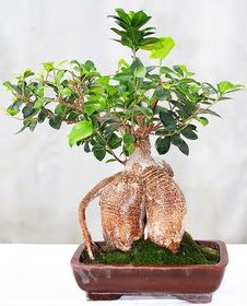 Japon aac bonsai saks bitkisi Temelli Ankara hediye sevgilime hediye iek 