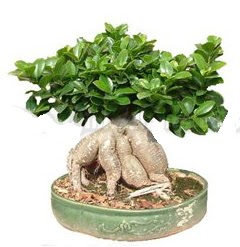 Japon aac bonsai saks bitkisi Ankara Temelli cicekciler , cicek siparisi 