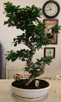 100 cm yksekliinde dev bonsai japon aac Temelli iek siparii vermek 