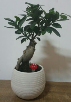 Bonsai japon aac saks iei Ankara Temelli online iek gnderme sipari 