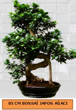 85 CM Japon aac Bonsai saks bitkisi Temelli Ankara hediye sevgilime hediye iek 