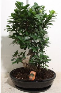 75 CM Ginseng bonsai Japon aac Temelli iek online iek siparii 