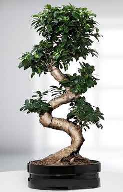 90 CM Japon Aac Bonsai saks iei Ankara Temelli iek siparii sitesi 