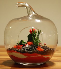 Elma Terrarium 3 kakts orta boy Temelli ankara iek siparii iek gnderme 