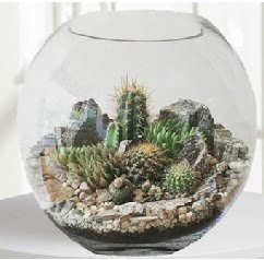 Cam fanus Terrarium 5 kakts Ankara Temelli hediye iek yolla 