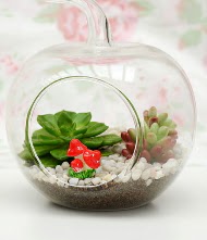 Kk elma terrarium 3 kakts Ankara Temelli iek yolla , iek gnder , ieki  