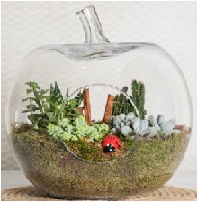 Elma terrarium orta boy 4 kakts Temelli ankara iek maazas , ieki adresleri 