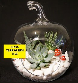 5 kaktsl Elma terrarium orta boy Ankara Temelli iek yolla , iek gnder , ieki  