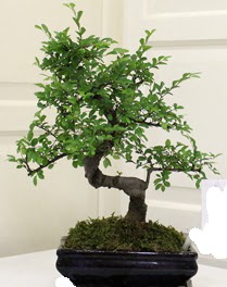 Bonsai saks iei Temelli ankara iek siparii iek gnderme 