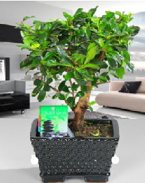 Bonsai japon aac saks bitkisi Ankara Temelli 14 ubat sevgililer gn iek 