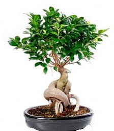 Bonsai japon aac seramik iinde Temelli ankara iekleri gvenli kaliteli hzl iek 