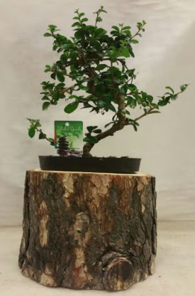 Doal ktk iinde bonsai japon aac Temelli iek siparii vermek 