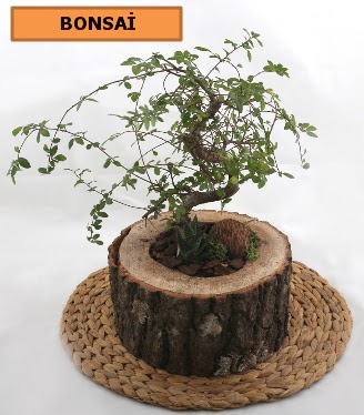 Doal aa ktk ierisinde bonsai bitkisi Ankara Temelli online iek gnderme sipari 