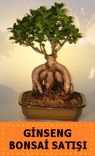 Ginseng bonsai sat japon aac Temelli ankara nternetten iek siparii 