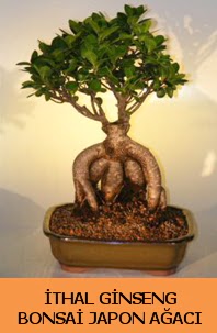 thal japon aac ginseng bonsai sat Temelli iek siparii vermek 