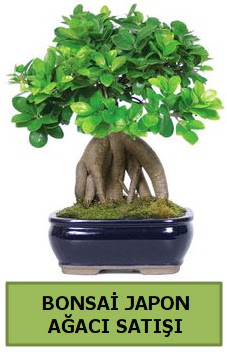 Bonsai japon aac sat Ankara Temelli 14 ubat sevgililer gn iek 