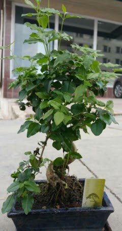 Bonsai japon aac saks bitkisi Ankara Temelli iek sat online ieki , iek siparii 