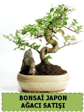 Bonsai japon  aac sat Minyatr thal Temelli ankara ieki telefonlar yurtii ve yurtd iek siparii 